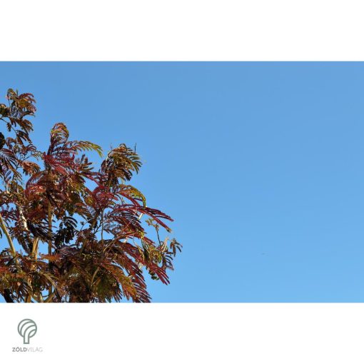Bordólevelű selyemakác / Albizia julibrissin 'Summer Chocolate'
