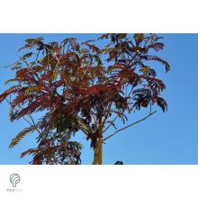 Bordólevelű selyemakác / Albizia julibrissin 'Summer Chocolate'