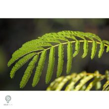 Selyemakác virágzás