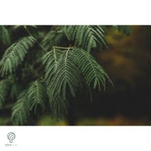 Selyemakác virágzás