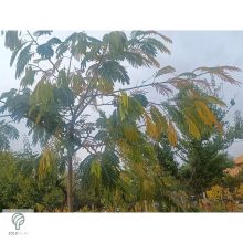 Selyemakác virágzás