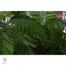 Selyemakác virágzás