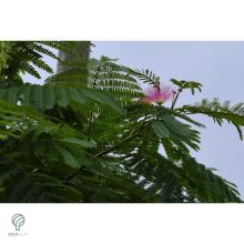 Selyemakác virágzás