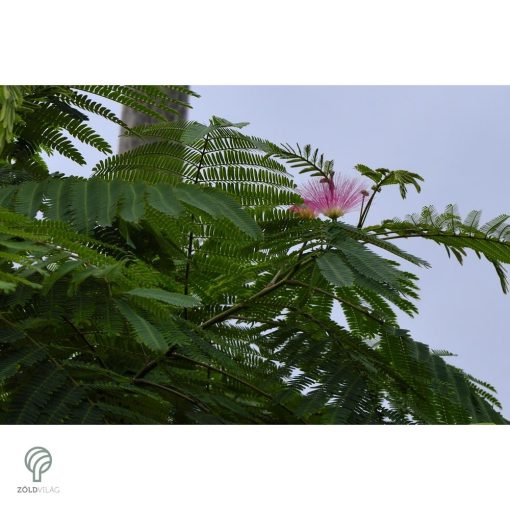 Selyemakác virágzás