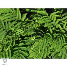 Selyemakác virágzás