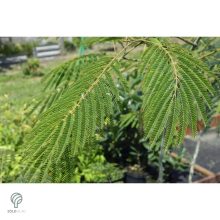 Selyemakác virágzás