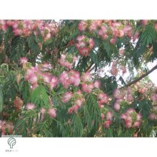 Selyemakác virágzás