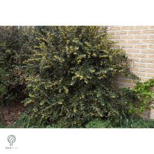 Júlia borbolya habitus, virágzás