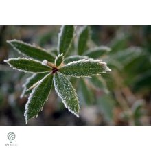 Júlia borbolya habitus, virágzás