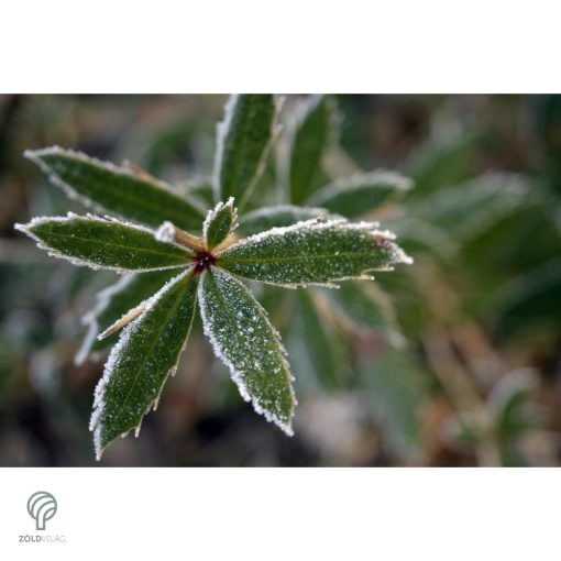 Júlia borbolya habitus, virágzás