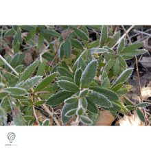 Júlia borbolya habitus, virágzás