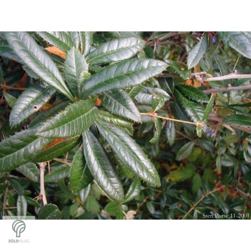 Júlia borbolya habitus, virágzás