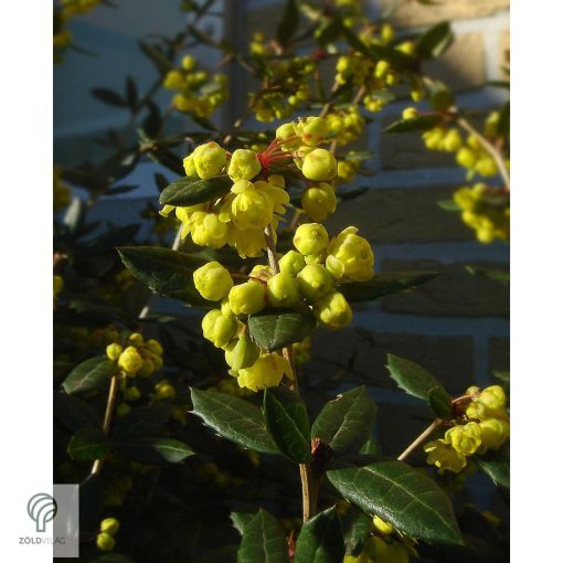 Júlia borbolya habitus, virágzás