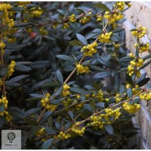 Júlia borbolya habitus, virágzás