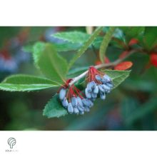 Júlia borbolya habitus, virágzás