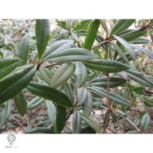 Júlia borbolya habitus, virágzás