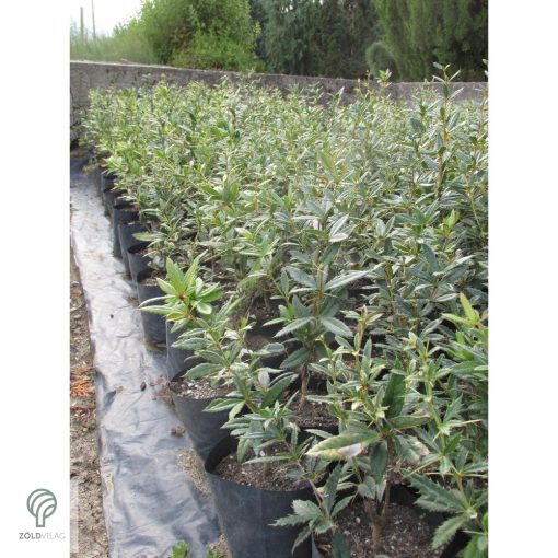 Júlia borbolya habitus, virágzás