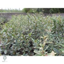 Júlia borbolya habitus, virágzás