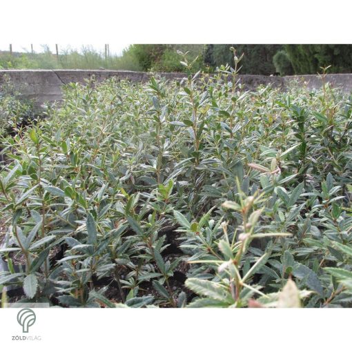 Júlia borbolya habitus, virágzás