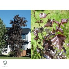 Bordó levelű nyír levelek és megjelenés