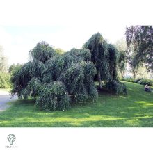 Több idős törpe csüngő nyír parkban