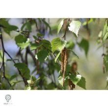 Több idős törpe csüngő nyír parkban