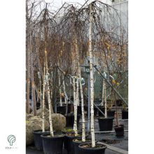 Több idős törpe csüngő nyír parkban