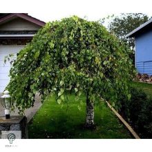 Több idős törpe csüngő nyír parkban