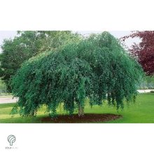 Több idős törpe csüngő nyír parkban