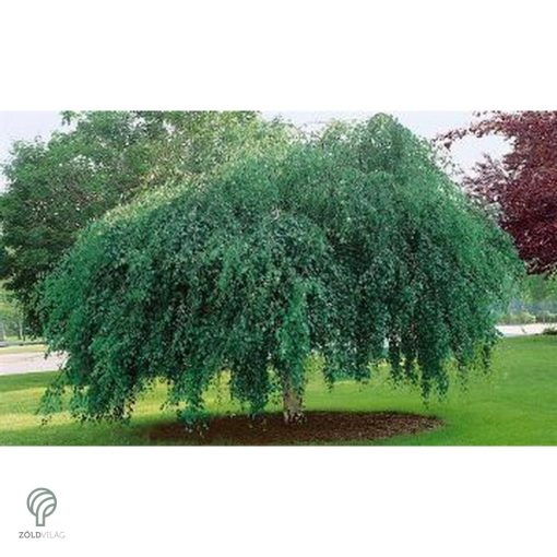 Több idős törpe csüngő nyír parkban