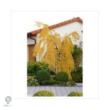 Több idős törpe csüngő nyír parkban