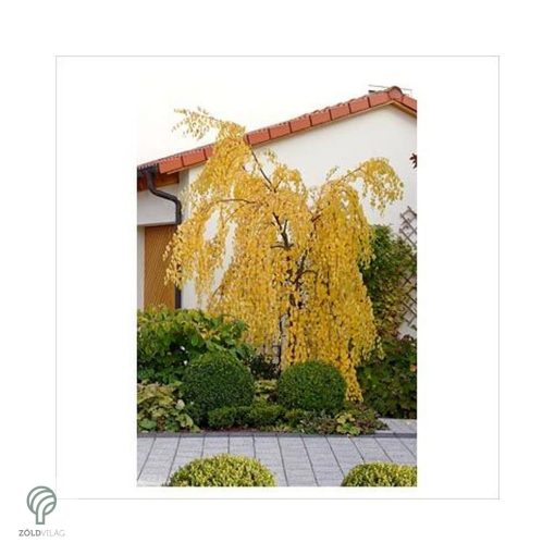 Több idős törpe csüngő nyír parkban