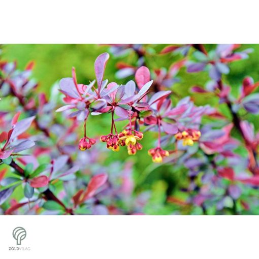 Japán vérborbolya habitus