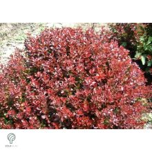 Törpe japán vérborbolya habitus