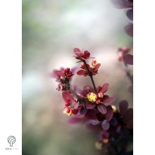 Törpe japán vérborbolya habitus