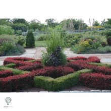 Törpe japán vérborbolya habitus