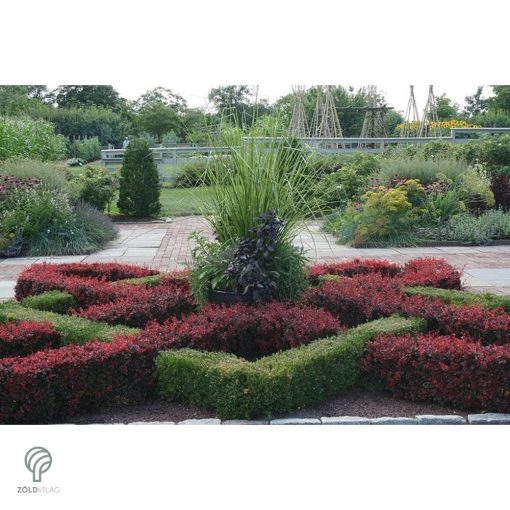 Törpe japán vérborbolya habitus