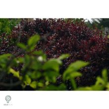 Törpe japán vérborbolya habitus