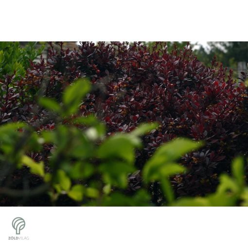 Törpe japán vérborbolya habitus