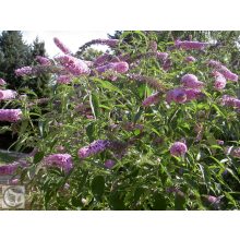 Illatos nyáriorgona / Buddleja davidii
