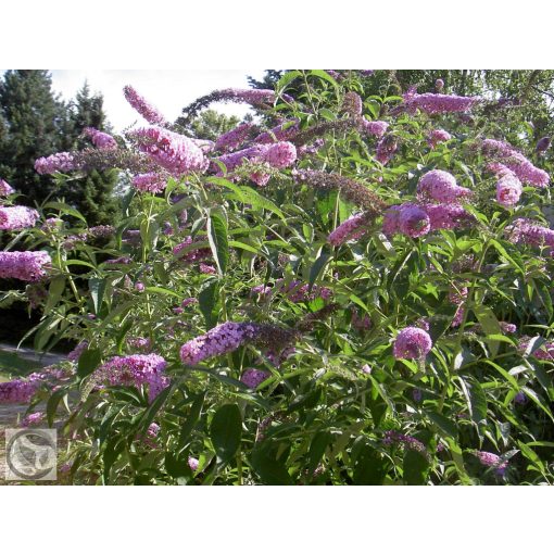 Illatos nyáriorgona / Buddleja davidii