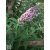Illatos nyáriorgona / Buddleja davidii