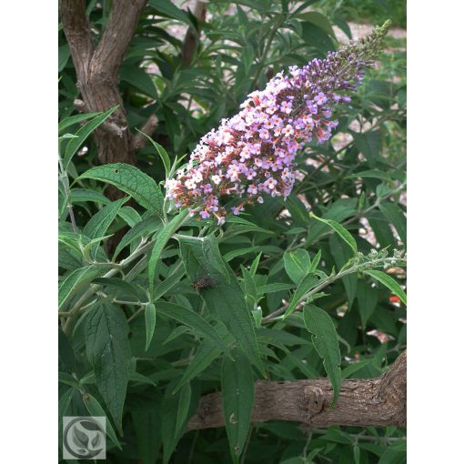 Illatos nyáriorgona / Buddleja davidii