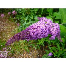 Illatos nyáriorgona / Buddleja davidii