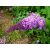 Illatos nyáriorgona / Buddleja davidii