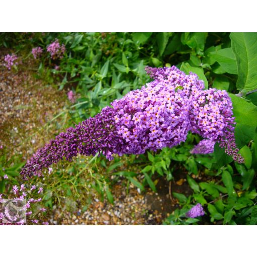 Illatos nyáriorgona / Buddleja davidii