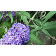 Illatos nyáriorgona / Buddleja davidii