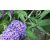 Illatos nyáriorgona / Buddleja davidii