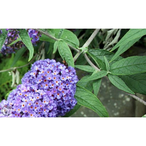 Illatos nyáriorgona / Buddleja davidii