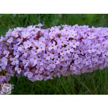 Illatos nyáriorgona / Buddleja davidii